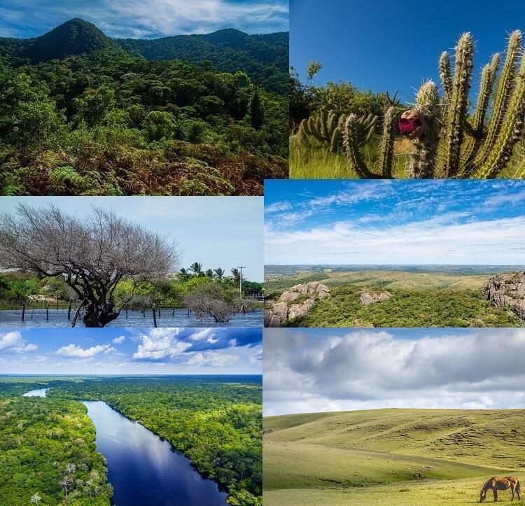 Floresta Brasileira